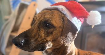 mariia pet sitter à Château-Thierry 02400_5