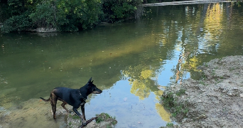 laetitia pet sitter à MARSEILLE 11 13011_1