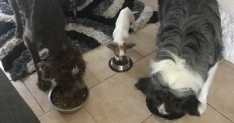 coralie pet sitter à TOURS 37000_2