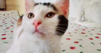 frederic pet sitter à Mulhouse 68100_4