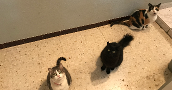 déborah pet sitter à PREE D ANJOU 53200_0