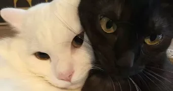 mae pet sitter à PARIS 15 75015