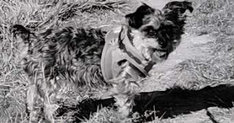 valerie pet sitter à ST ETIENNE L ALLIER 27450_0