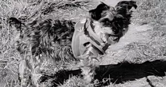 valerie pet sitter à ST ETIENNE L ALLIER 27450