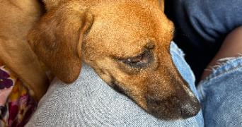 monia pet sitter à PARIS 15 75015_4