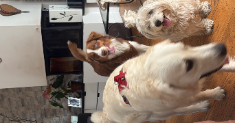 dylan pet sitter à MONTIGNY LE BRETONNEUX 78180_1