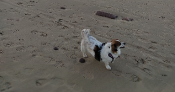 morgane pet sitter à PLEDRAN 22960_2