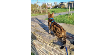 cécilia pet sitter à RENNES 35000_7