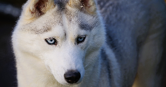 marine nino dog sitter à TREGUNC 29910_2