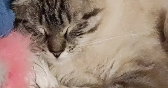 alyson pet sitter à LEOGNAN 33850_1