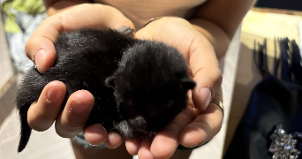 léane pet sitter à TOULOUSE 31000_1