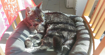 séverine pet sitter à FOUCRAINVILLE 27220_4