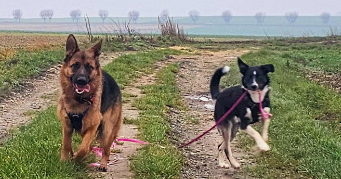 cecile pet sitter à OSNY 95520_2