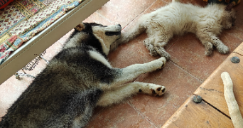 pauline pet sitter à ST MAXIMIN LA STE BAUME 83470_6