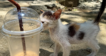 kim pet sitter à CALUIRE ET CUIRE 69300_0
