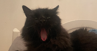 bénédicte pet sitter à Seytroux 74430_2