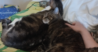 eléonore pet sitter à ARGENTAN 61200_3