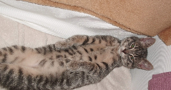 catherine pet sitter à MAROLLES EN BRIE 94440_3