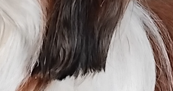 christine  pet sitter à POUZAY 37800_17