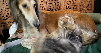 eve pet sitter à BISCHHEIM 67800_4