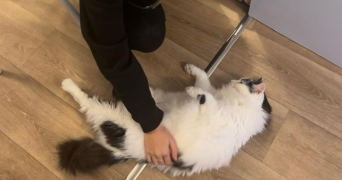 yasmine pet sitter à LILLE 59800_4