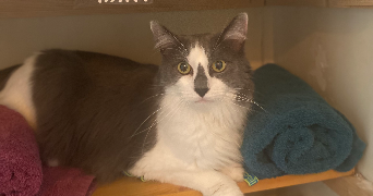 Sarah pet sitter à Épinay-sur-Seine 93800_9