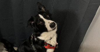 juliette pet sitter à BALLANCOURT SUR ESSONNE 91610_1