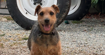 lara pet sitter à ANNEMASSE 74100_1