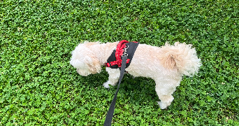 celia pet sitter à PARIS 12 75012_3