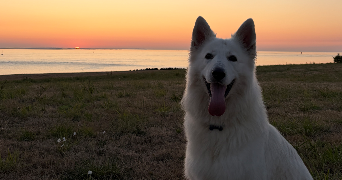 romane  pet sitter à BREST 29200_1