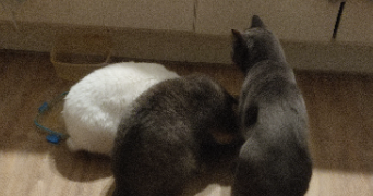 marianne pet sitter à ST DENIS 93200_3