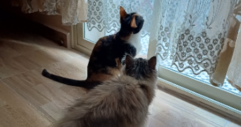 amira pet sitter à MONTPELLIER 34070_3