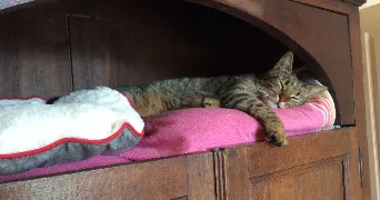 jessica pet sitter à CHEVILLY LARUE 94550