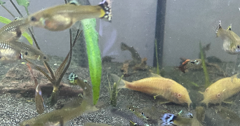 anne pet sitter à ILLKIRCH GRAFFENSTADEN 67400_4