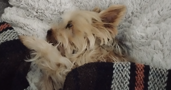 elido pet sitter à PAIZAY LE SEC 86300_2