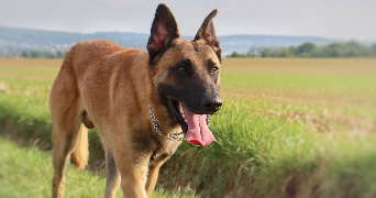 laura pet sitter à FRESNOY EN THELLE 60530_3