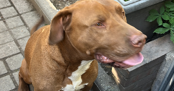 marie pet sitter à LIMAY 78520_5