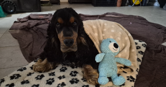 eulalie pet sitter à LALINDE 24150_3