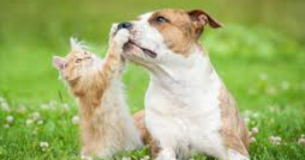 cédric pet sitter à ST POURCAIN SUR SIOULE 03500_2