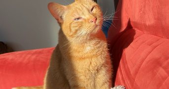 victoria pet sitter à ONNAING 59264_4