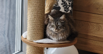 sébastien pet sitter à JOUE LES TOURS 37300_2