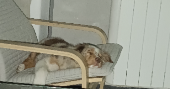 rossi pet sitter à EVIAN LES BAINS 74500_3