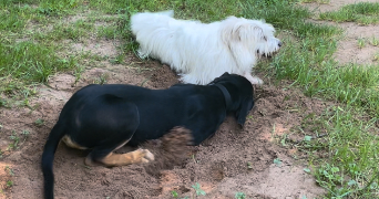 severine pet sitter à TERRASSON LAVILLEDIEU 24120_8