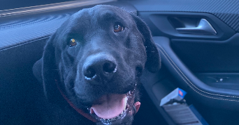 victoire pet sitter à PARIS 07 75007_2