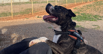 eloïse pet sitter à MONTPELLIER 34000_9