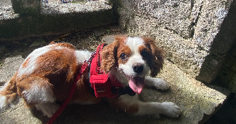 marion pet sitter à MONTBRISON 42600_1