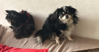 giovanni dog sitter à VILLEURBANNE 69100_2