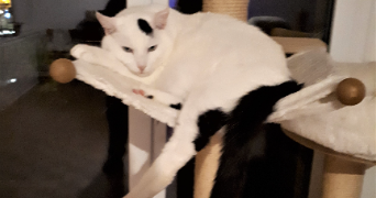 corinne  pet sitter à Maisons-Laffitte 78600_3