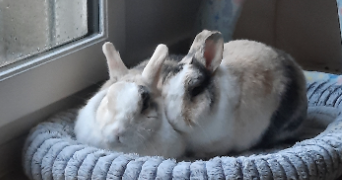maeliss pet sitter à OSNY 95520_3