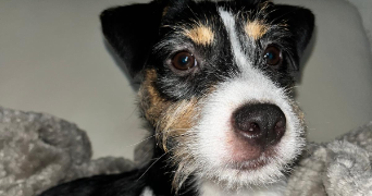 yvelise pet sitter à VANVILLE 77370_1